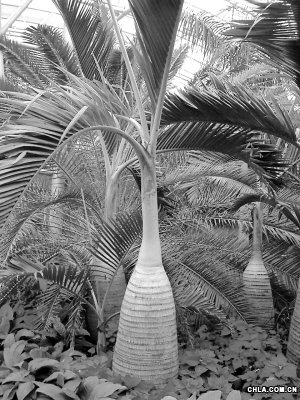 �����N�ܘ�pʧ��ǧ�f