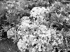 �����N�ܘ�pʧ��ǧ�f