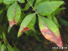 �����üt�߲�