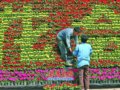 青島：花卉技藝大展示