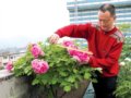 “牡丹癡迷者”武貴明:畢生研究栽培牡丹技術(shù)
