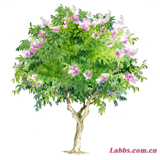 ���Lֲ��D�������~��ޱ