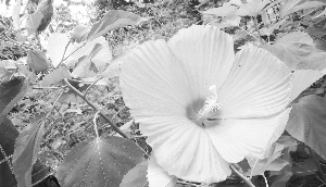 ����Ѫ�����ˡ��״��_��