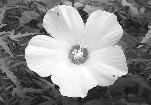 ����Ѫ�����ˡ��״��_��