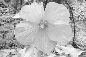 ����Ѫ�����ˡ��״��_��