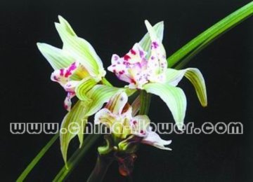 �m����Ʒ�N �߈@����ɏ���m��