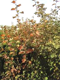 ë��ľ(Symphoricarpos albus)