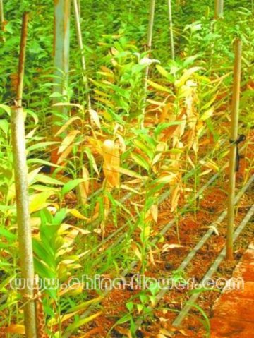 �ٺϱ�砵�����Ⱦ�󲡠�