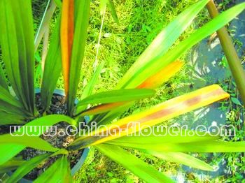 ��ޥ�m��砵�����Ⱦ�󲡠�