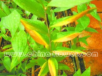 �ٺϸв��Y��