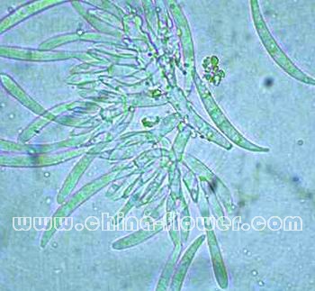 ��ԭ��������