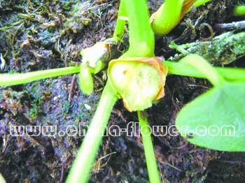 �l(f��)������