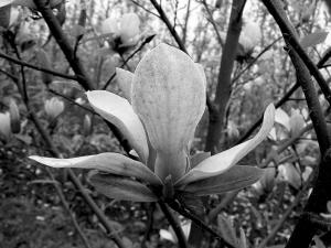 �ɺ�ֲ��@�c����ֲ��@���������ɂ�ֲ����Ʒ�N