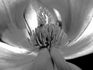 �ɺ�ֲ��@�c����ֲ��@���������ɂ�ֲ����Ʒ�N