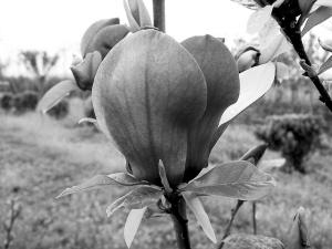 �ɺ�ֲ��@�c����ֲ��@���������ɂ�ֲ����Ʒ�N