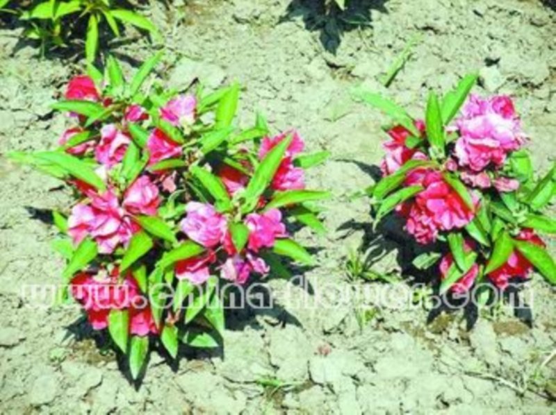 �x��ע�뼼�g���a���P�ɻ�