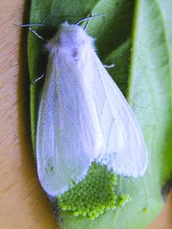 �����׶�