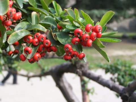 �Ϸ��Эh�ǹ��@��