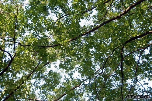 ������ʾ�(�M�D)