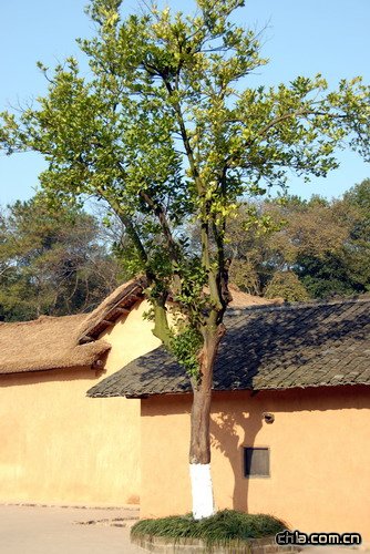 ������ʾ�(�M�D)