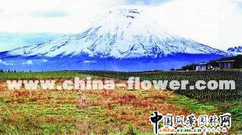 厄瓜多爾:對花卉出口業信心滿滿