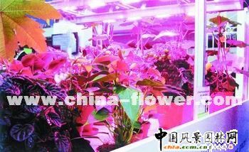 全球園藝產(chǎn)業(yè)聚焦可持續(xù)發(fā)展