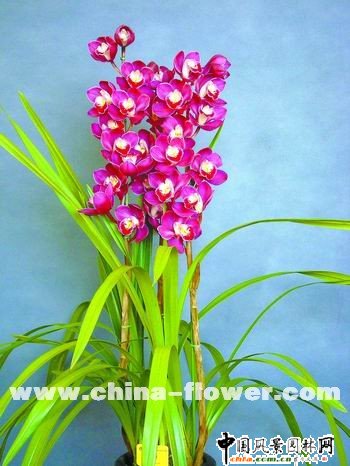 ��ޥ�mƷ�N�p��(�M�D)