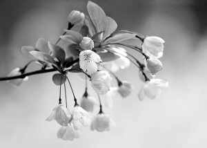 ���������ӡ��������z����