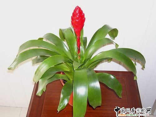 �^�p�P��Ʒ�N���p