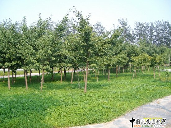 2008������|����֮�����г�ꖅ^�G�����x�؅^��Ұ���@�h���O����ʩ���Ř˶� ���I��Ұ���@һ��