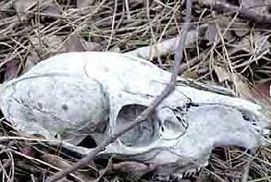 ӡ��צ�۹ȶ�