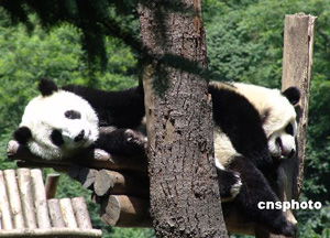 �c�����´��ڞg�[�DƬ