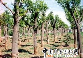 �O�Ӵ�Ҏ(gu��)����ľ�������