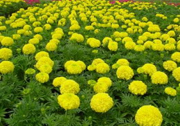 �f�۾�'����0140' 