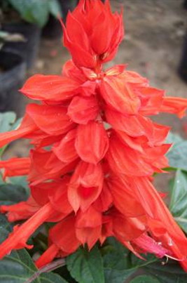 һ���t'�W�\ʥ��1120'