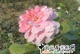 �¼�'����'