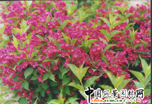 �Ϻ��@�ֿƌW�о��������Գɹ����