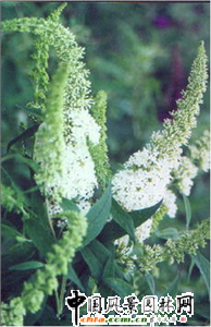 �Ϻ��@�ֿƌW�о��������Գɹ����