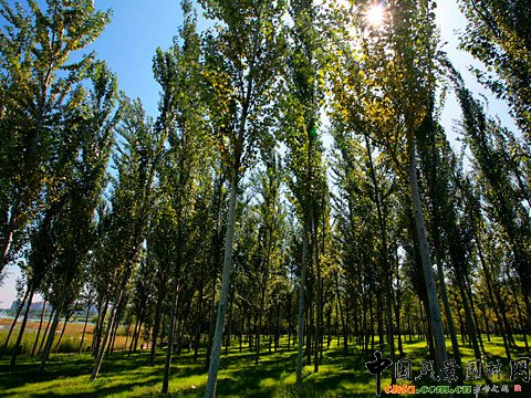 �W��ƥ��ɭ�ֹ��@����-����