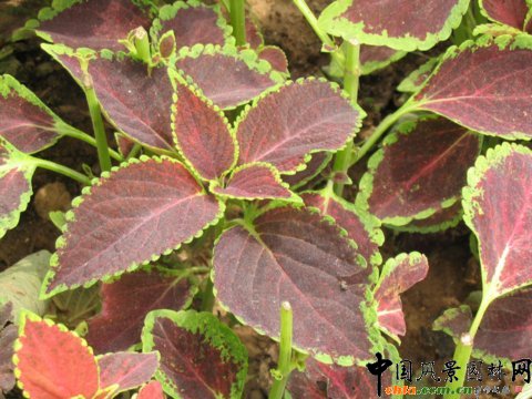 ���~�ݵĻ��Z(�D)