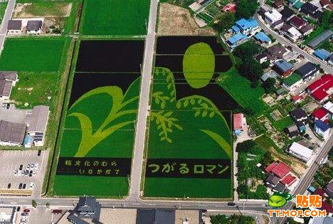 日本：農田上的藝術(組圖)
