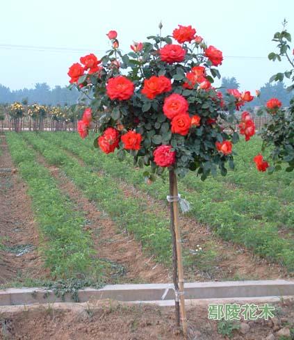 ������������¼�(�D)