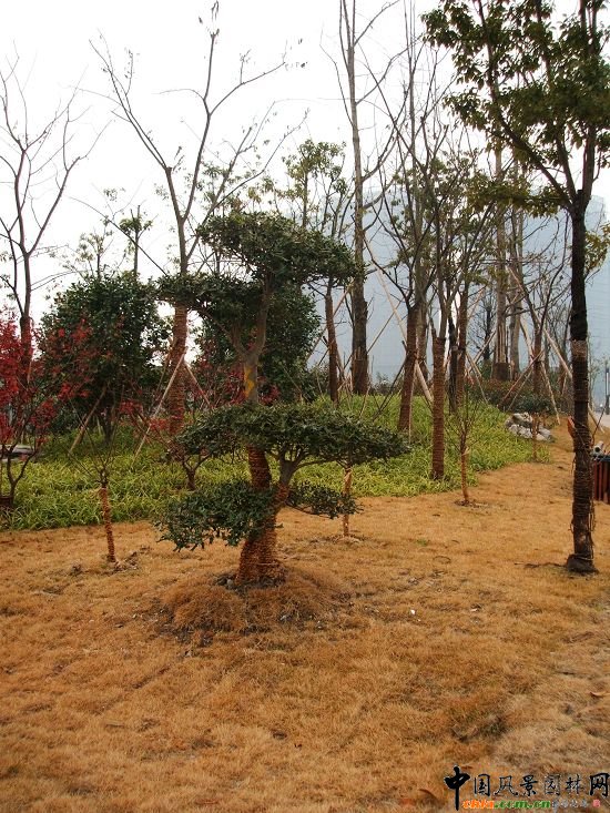 �������X��·�G�����ι���