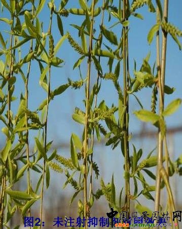 抑制飛絮示范效果