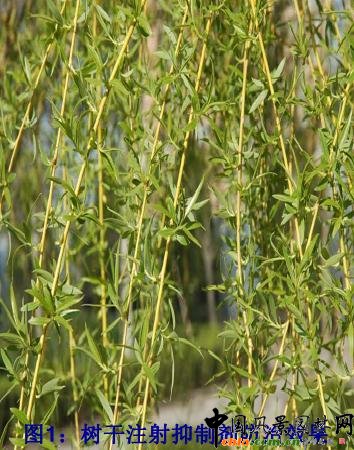 抑制飛絮示范效果