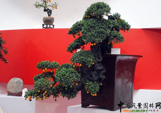 ���ߌû�����(����)�҃�(n��i)չ--�Ĵ�չ�^(q��)