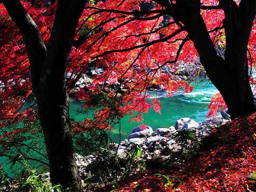 �c���鿴��һ�