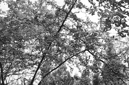 �Ĵ���׃�辰���廨 ���X���tͮͮ