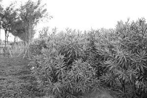 �����y�}���@�ﱻ����(�M�D)