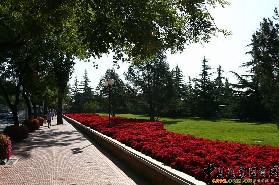 ���ܹ��@���G��ɫ�����ͷNֲ�Ļ����c���е��Д[�ŵĻ���